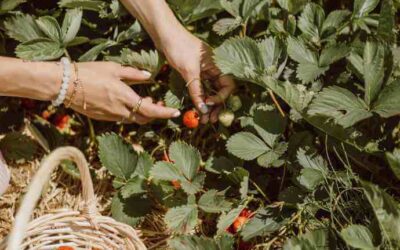 Treat Productivity Like it’s a Garden and Your Life Will Change